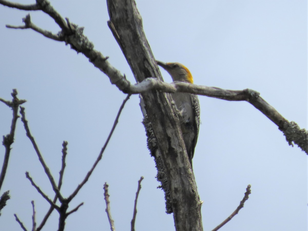 Golden-fronted Woodpecker - ML452135731