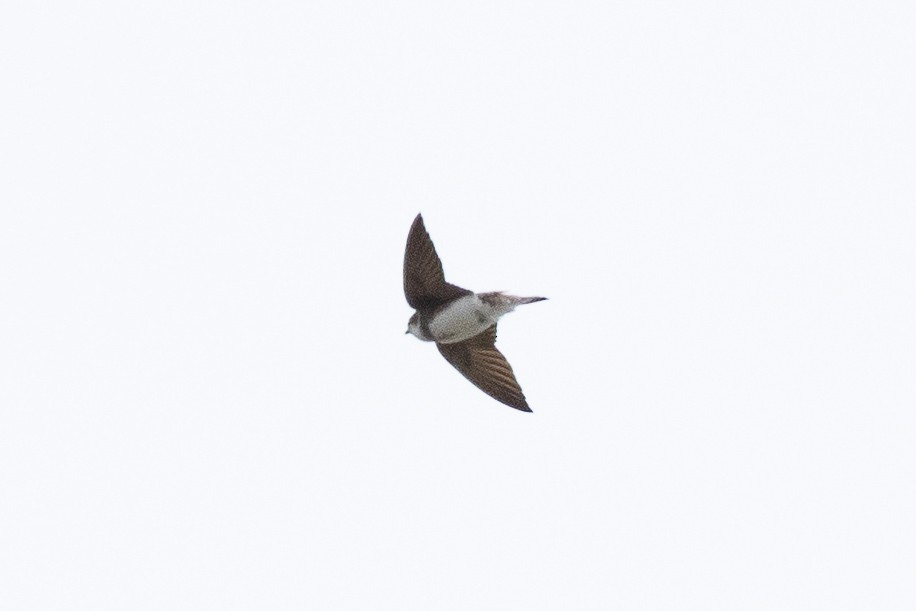 Bank Swallow - ML452135771