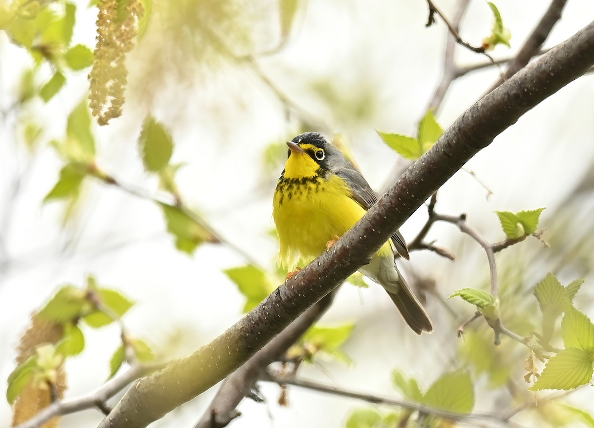 Canada Warbler - ML452136081