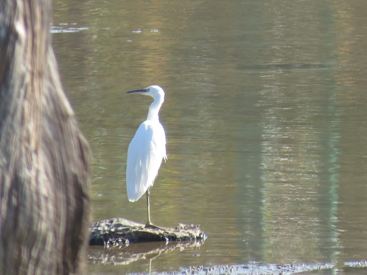 Little Egret - ML452137401