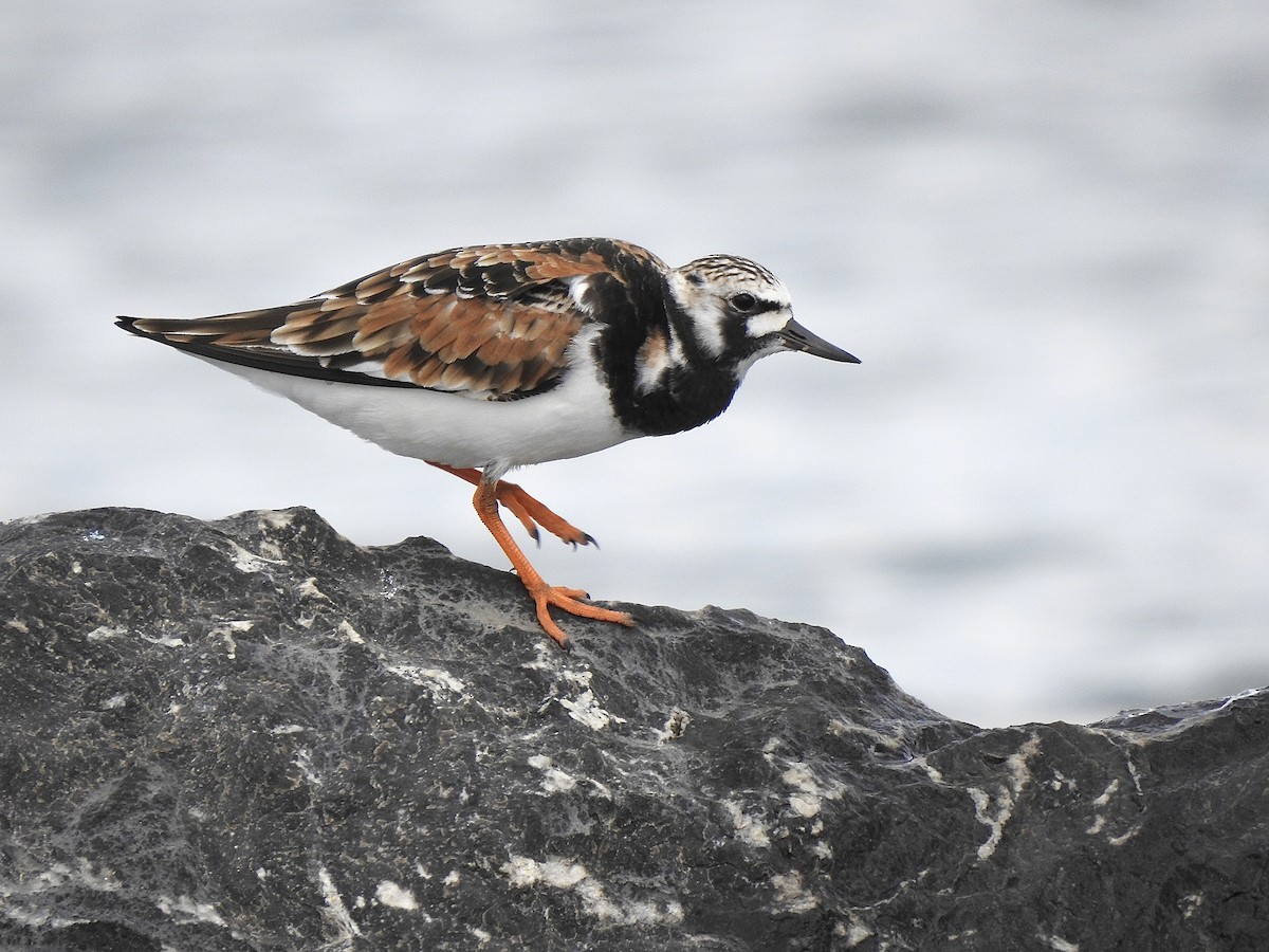 Ruddy Turnstone - Mitchell Barry