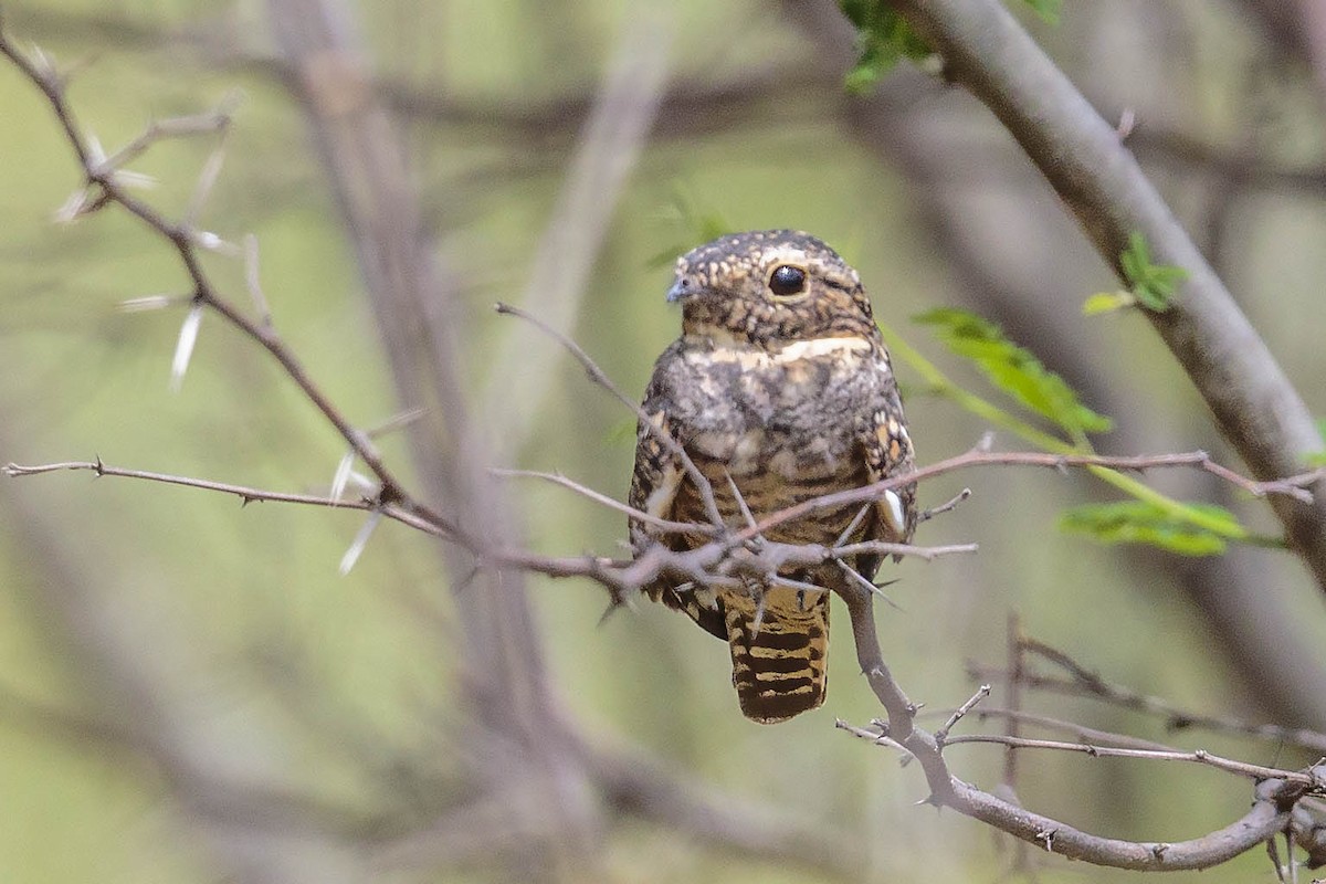 eBird Checklist - 14 May 2022 - Little Inca Finch Reserva - 30 species