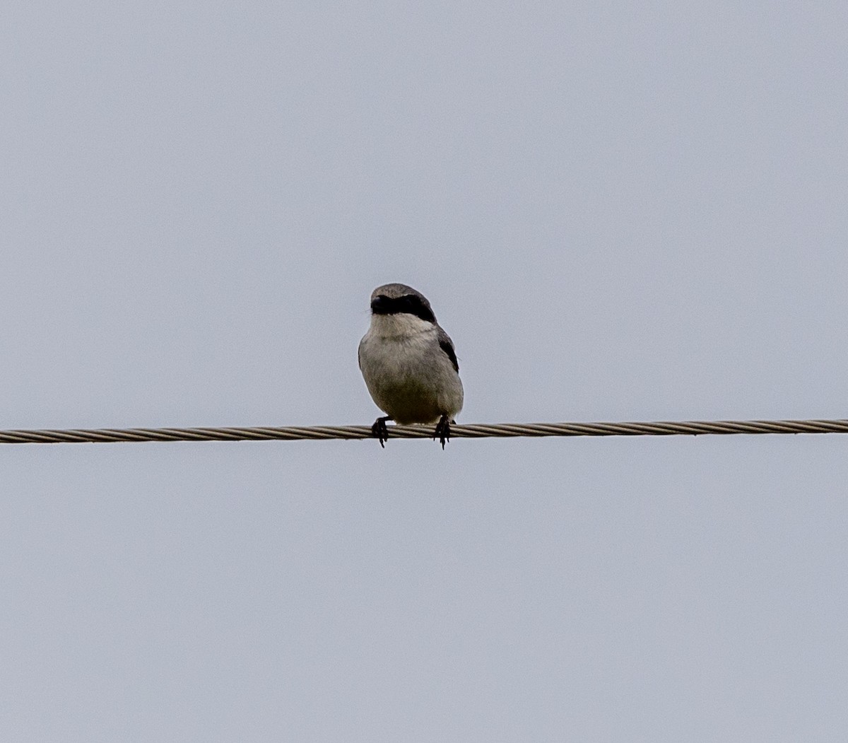 Loggerhead Shrike - ML452138631