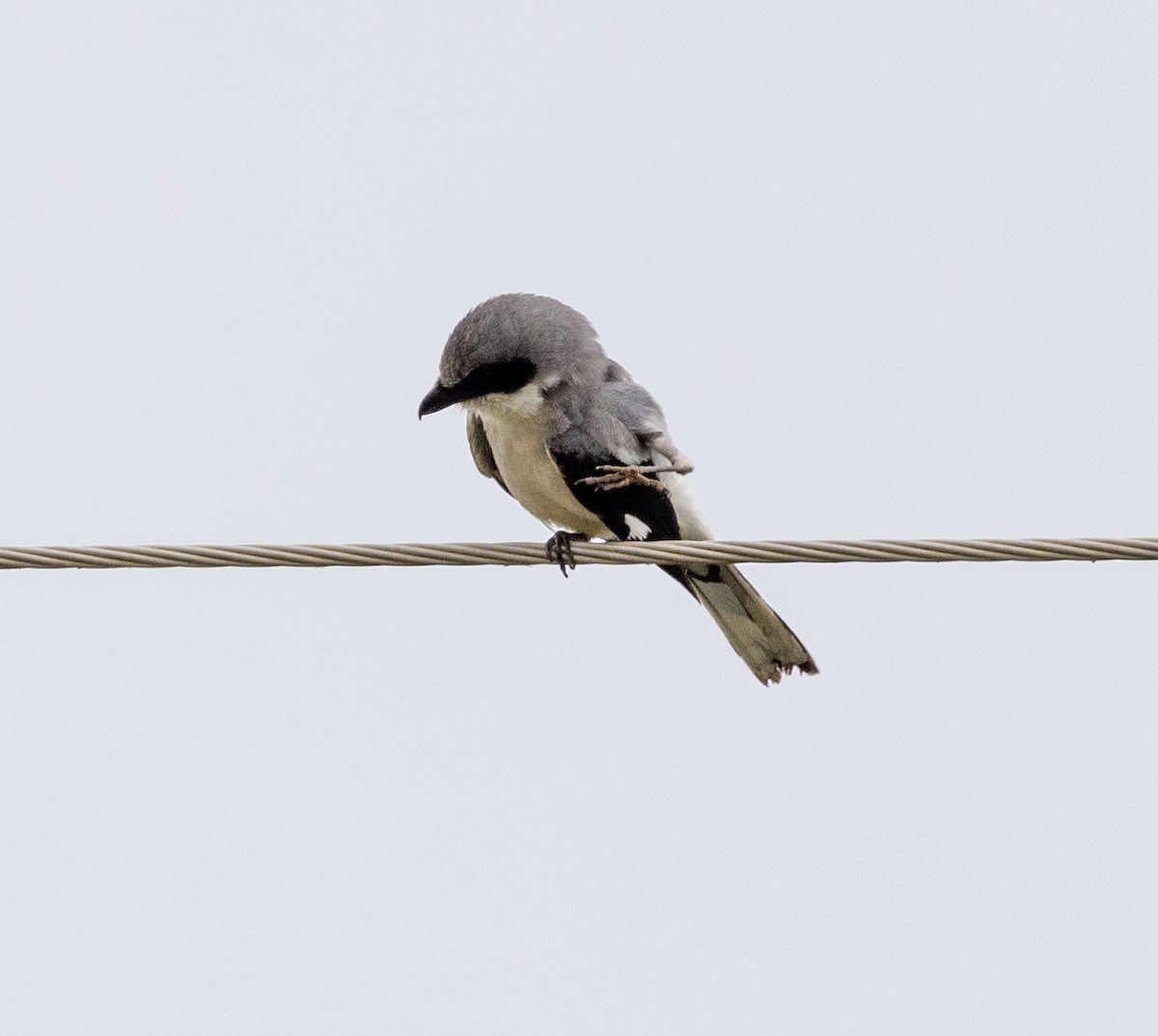 Loggerhead Shrike - ML452138681