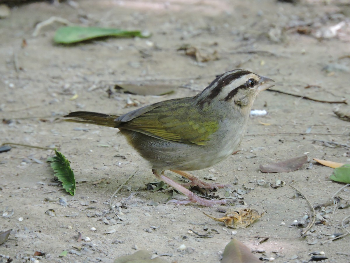 Olive Sparrow - Ruth Rodriguez