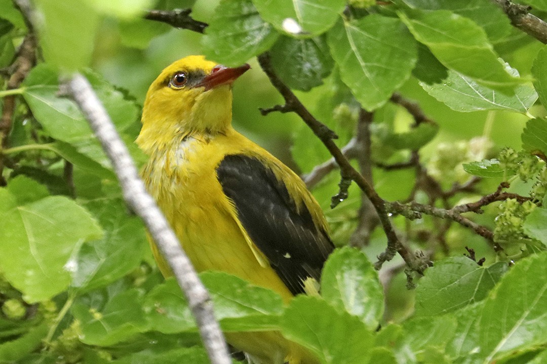 Eurasian Golden Oriole - ML452145231