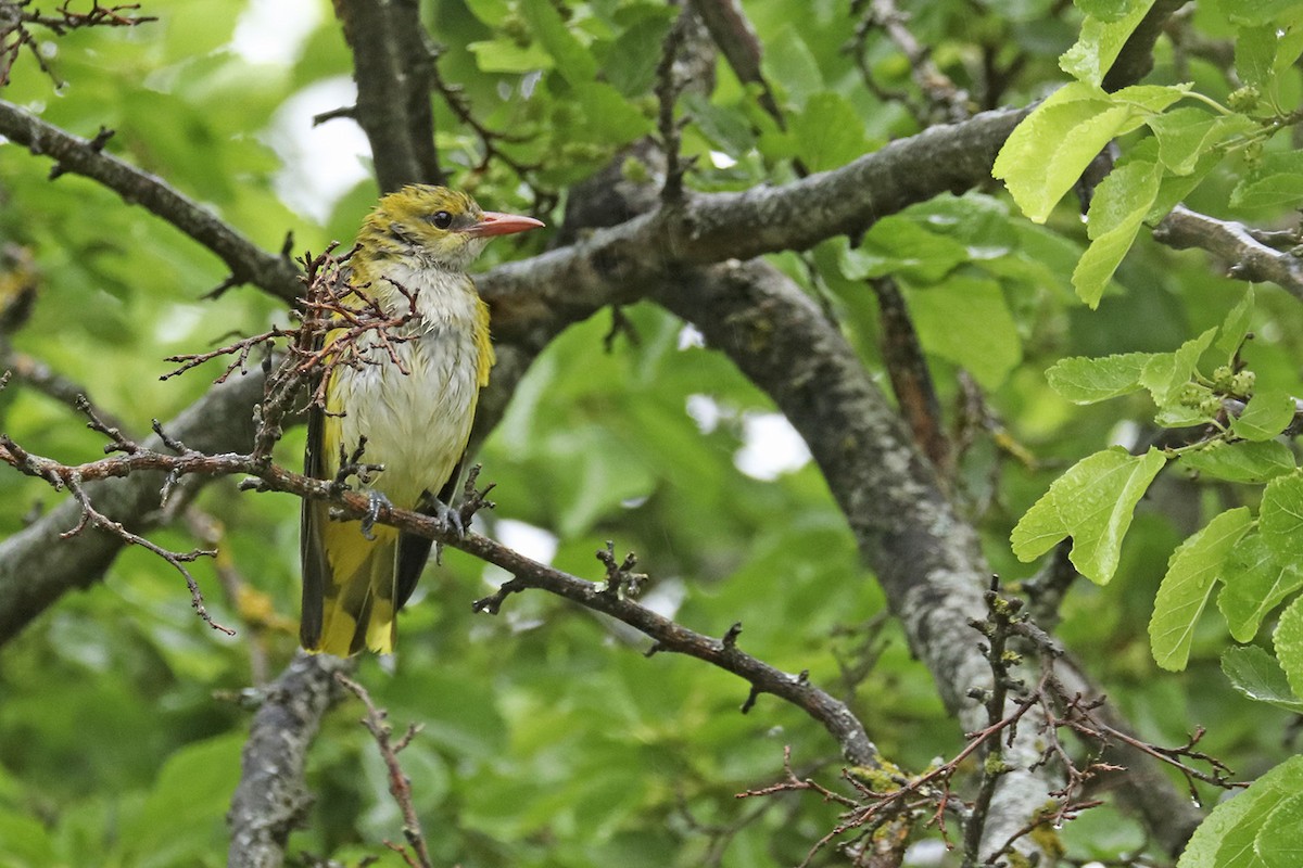 Eurasian Golden Oriole - ML452145241