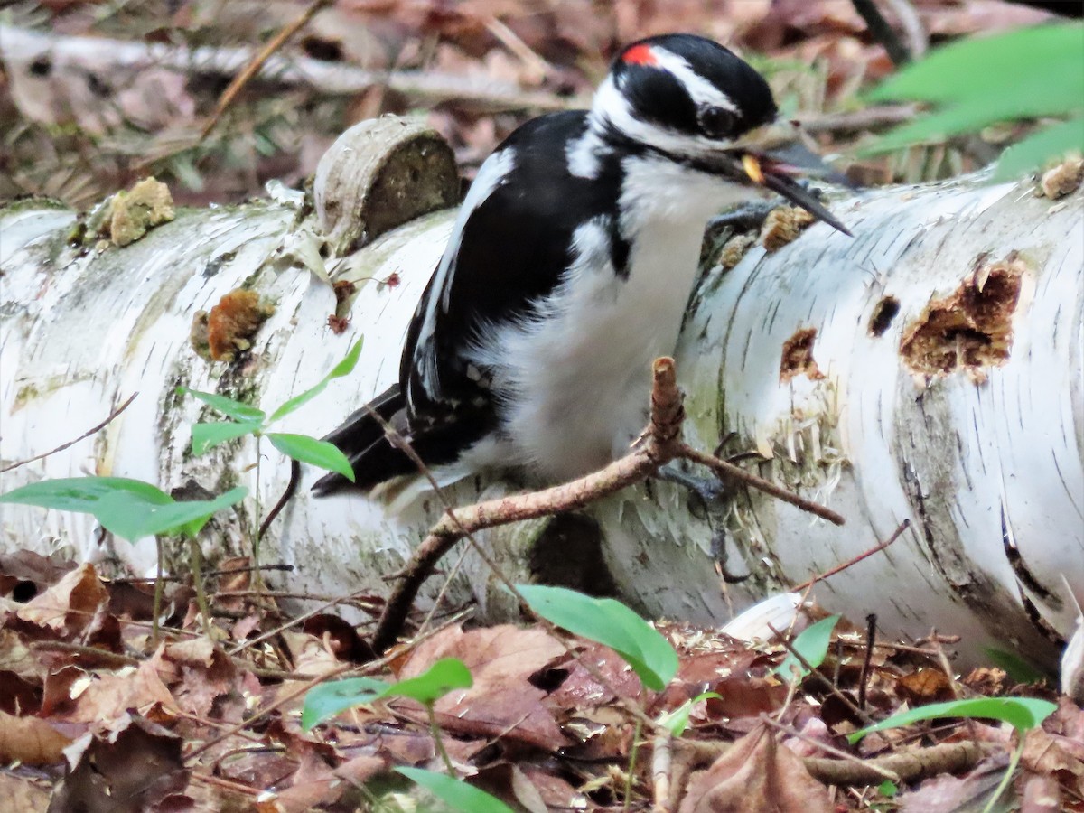 Hairy Woodpecker - ML452145371