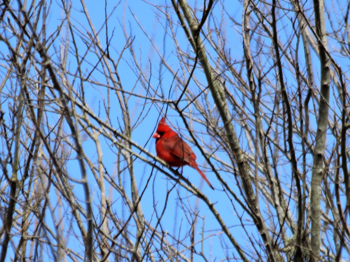 Cardinal rouge - ML452147891