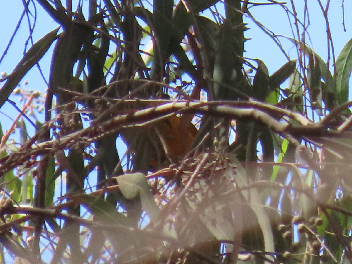 Baltimore Oriole - Nelson Contardo