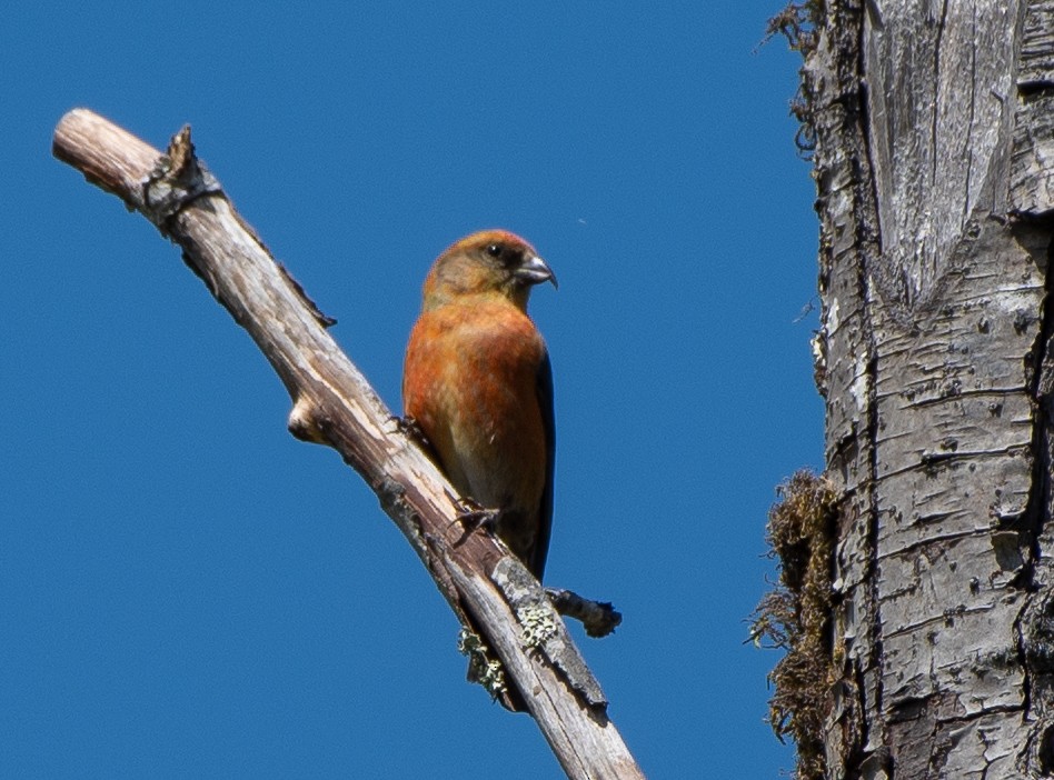 Red Crossbill - Scott O'Donnell