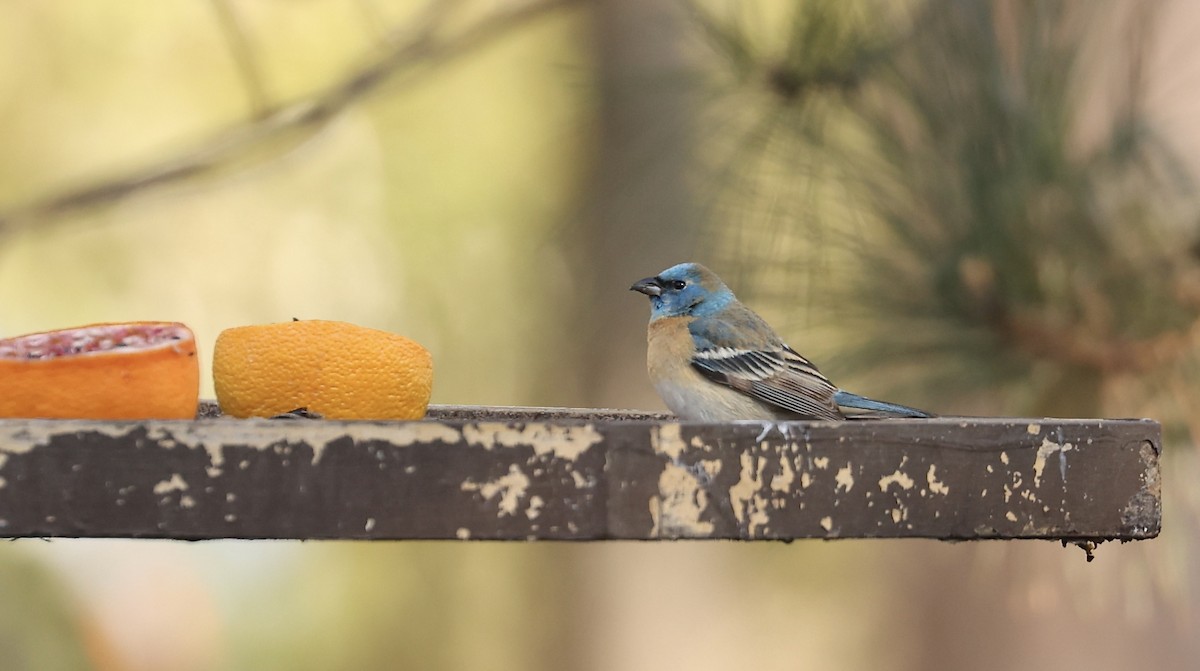 Lazuli Bunting - David Harrington