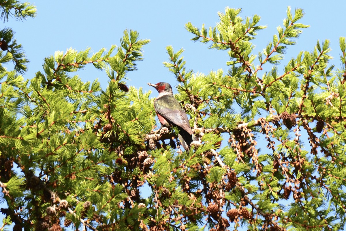 Lewis's Woodpecker - ML452150381