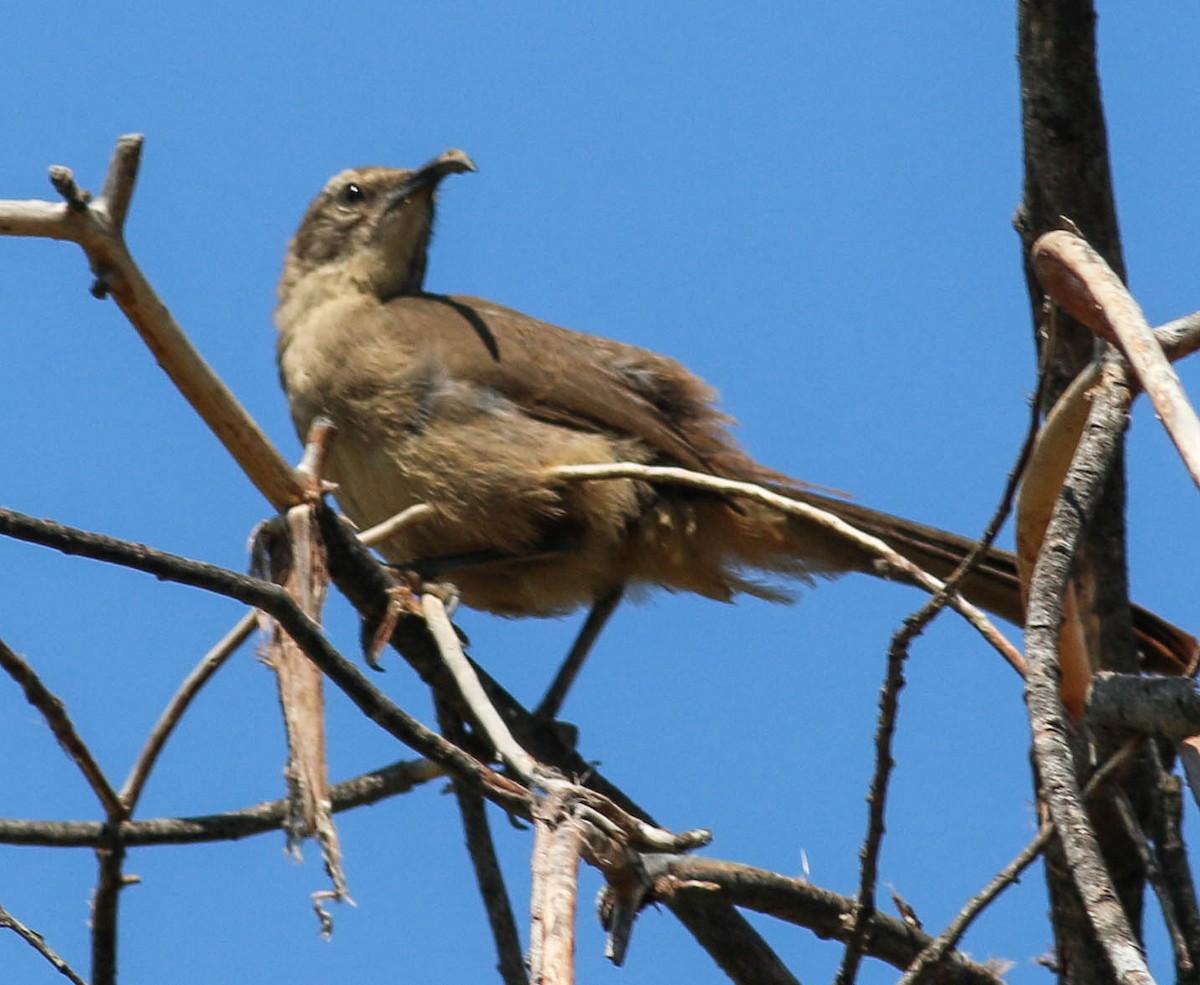 California Thrasher - ML452151141