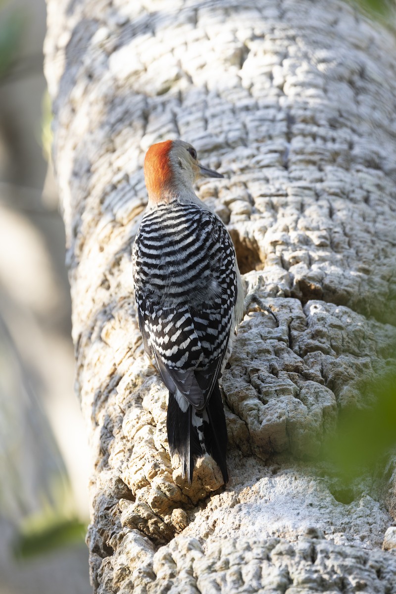 Red-bellied Woodpecker - ML452151531