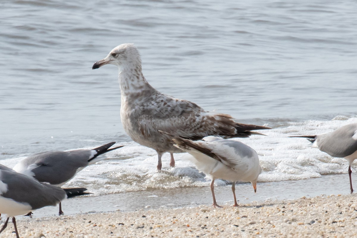 Herring Gull - ML452152111