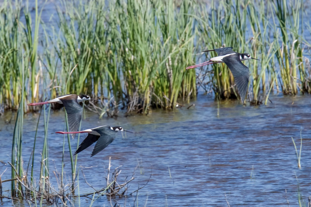 Schwarznacken-Stelzenläufer - ML452152461