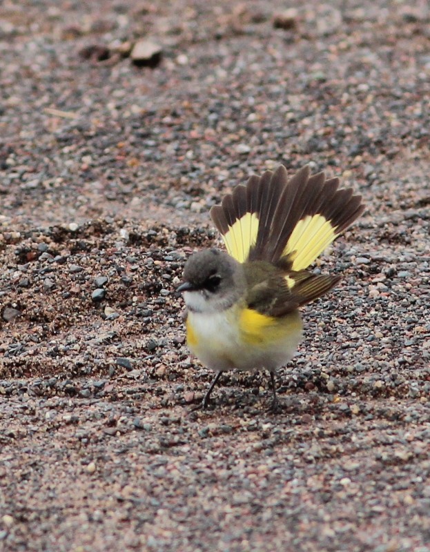 American Redstart - ML45215281