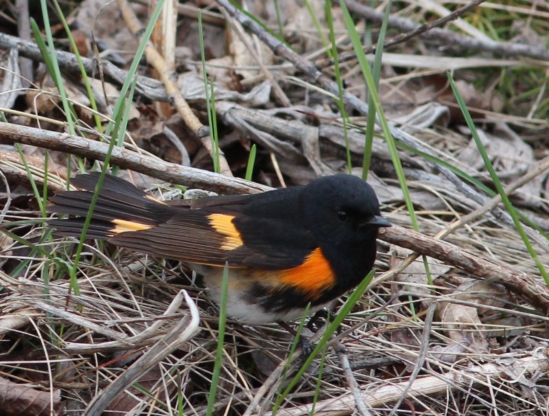 American Redstart - Ted Keyel