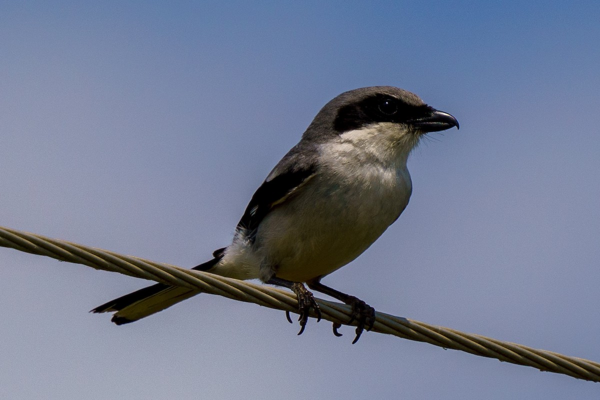 Loggerhead Shrike - ML452152931