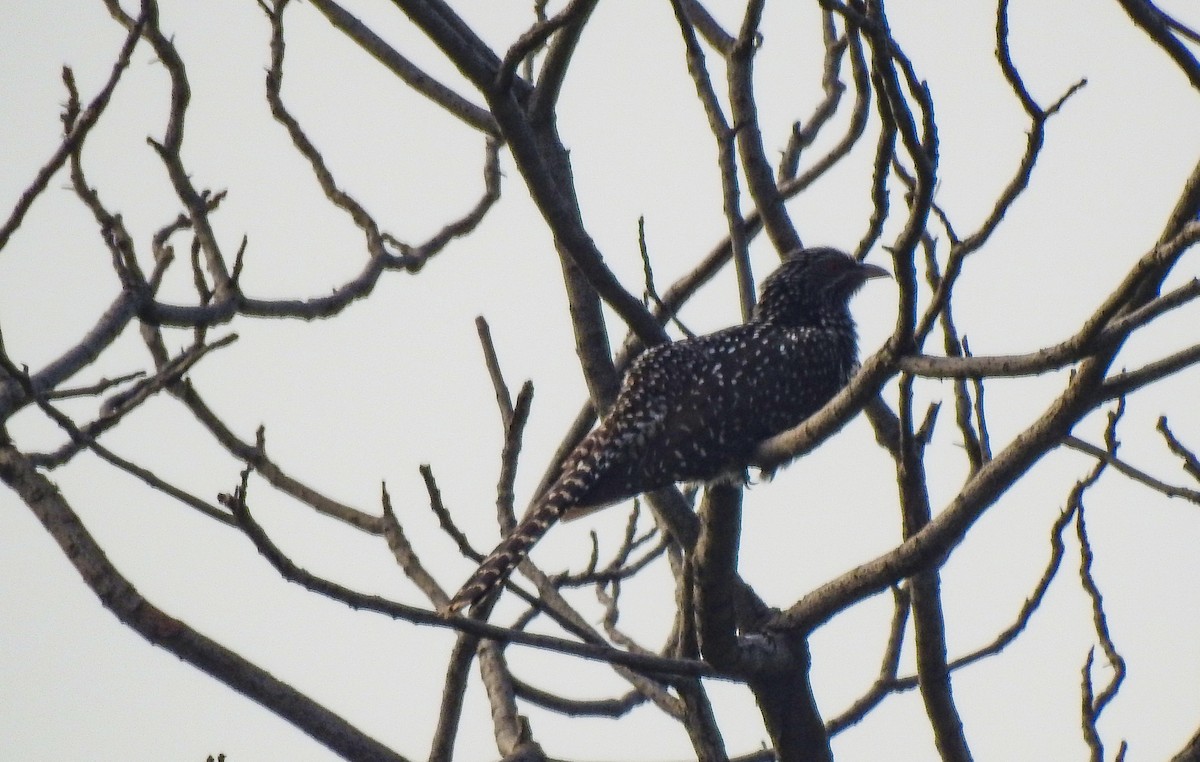 Asian Koel - ML452153291