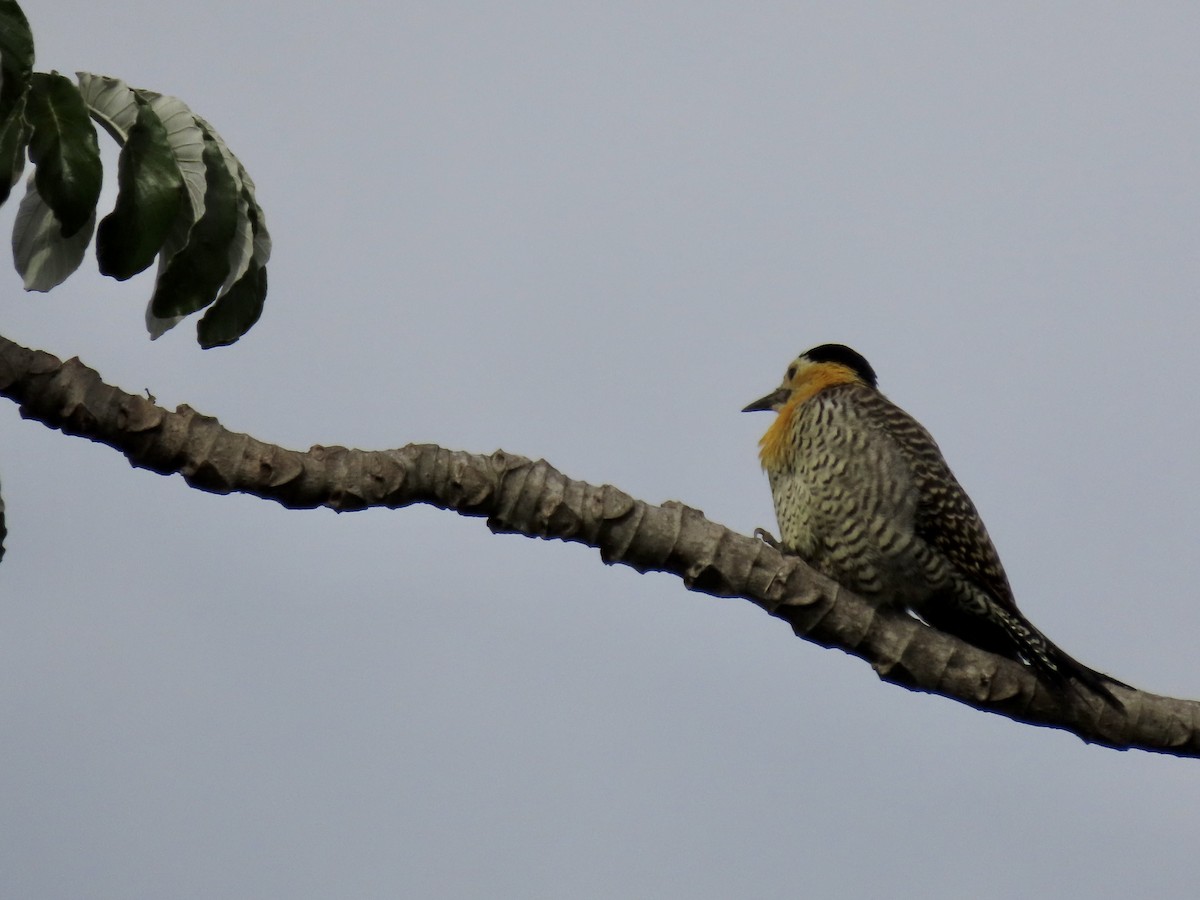 Campo Flicker (Field) - ML452153991