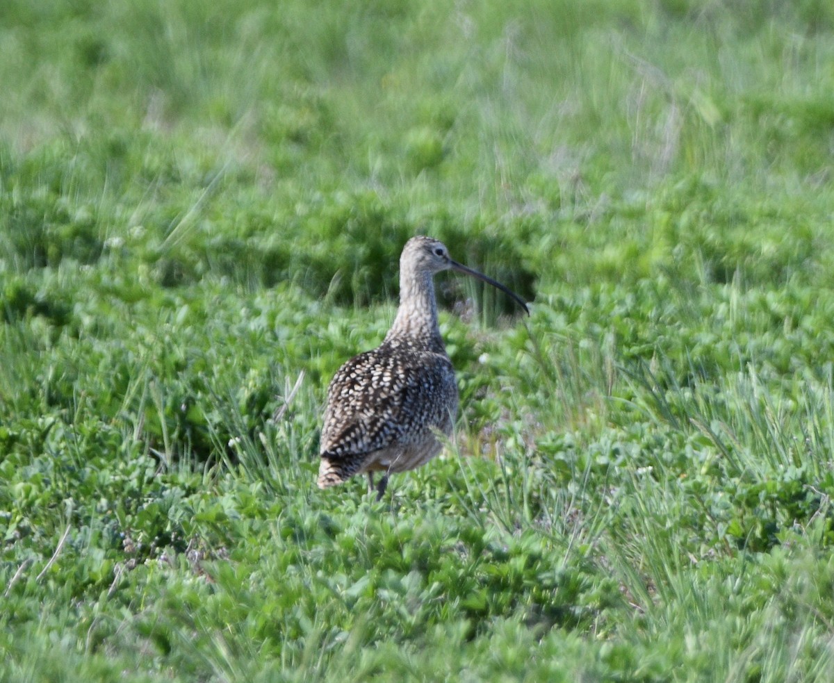 Long-billed Curlew - Peter Olsoy