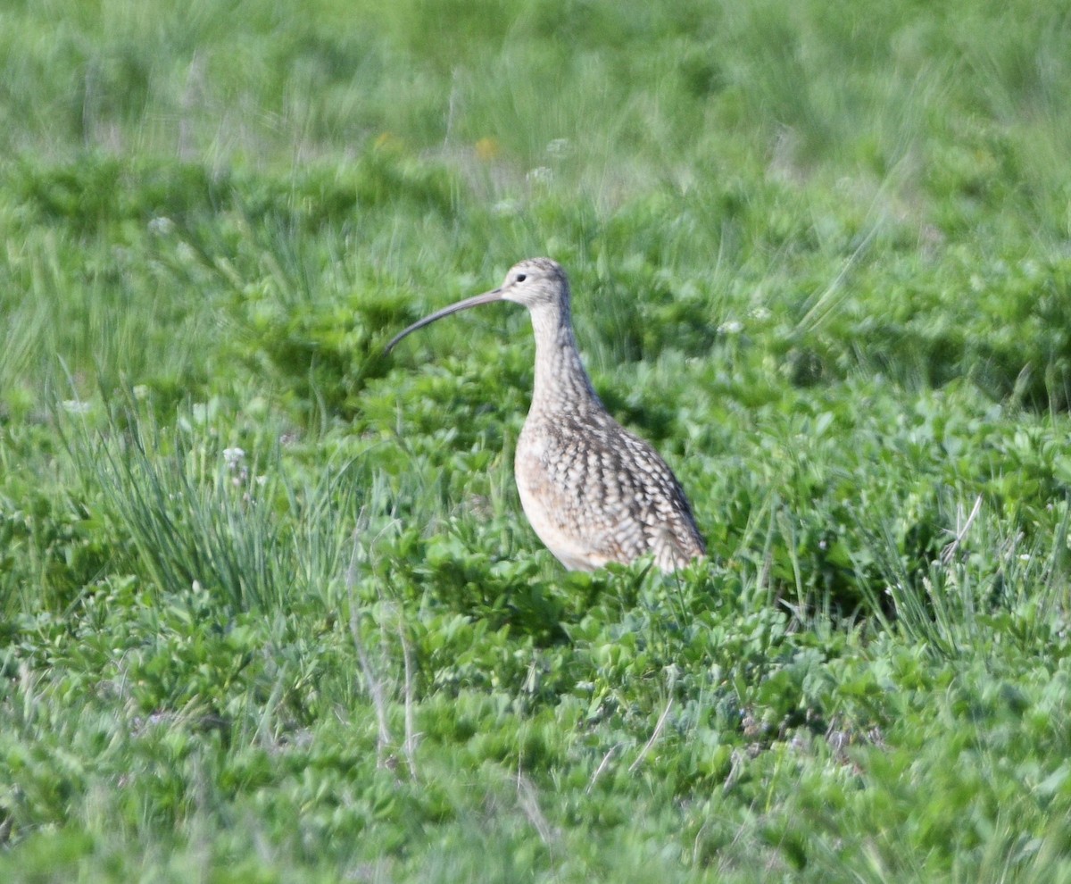 Long-billed Curlew - ML452154121