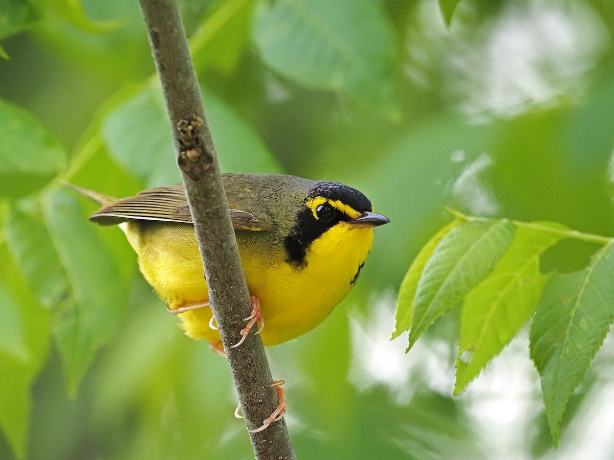 Kentucky Warbler - Gary Mueller