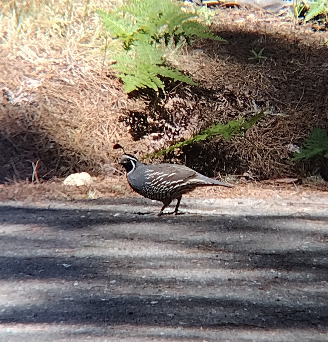 California Quail - ML452159541