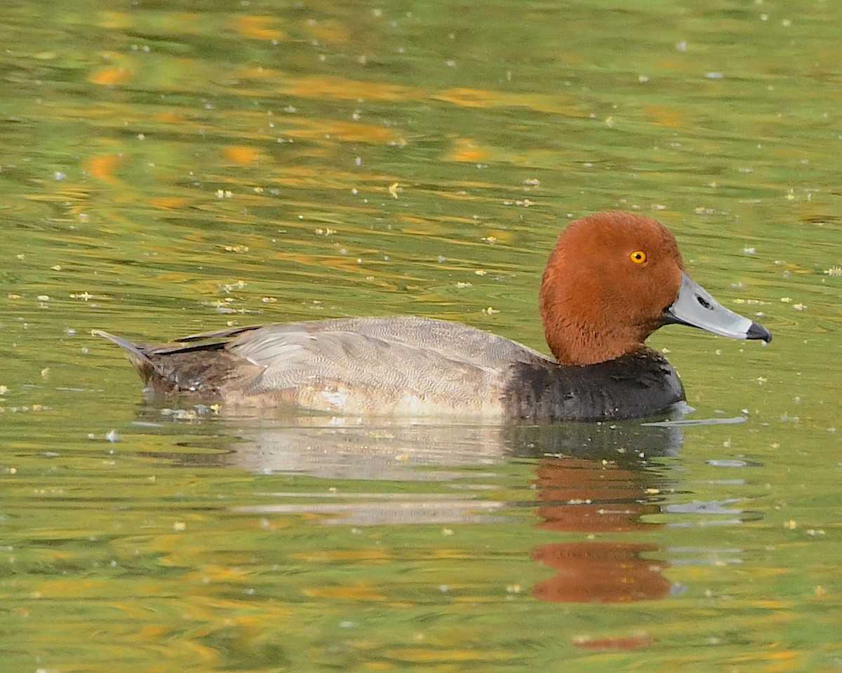 Redhead - ML452160181