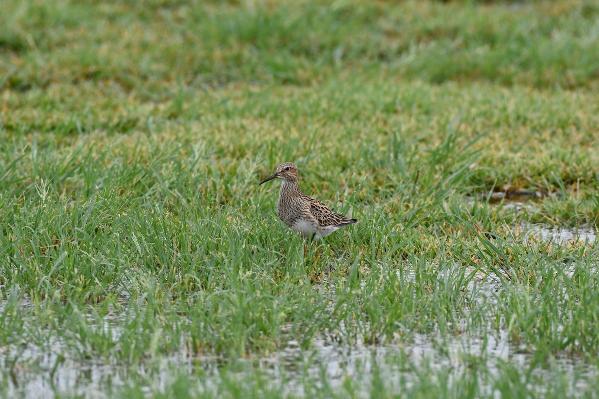 Bécasseau à poitrine cendrée - ML452162971