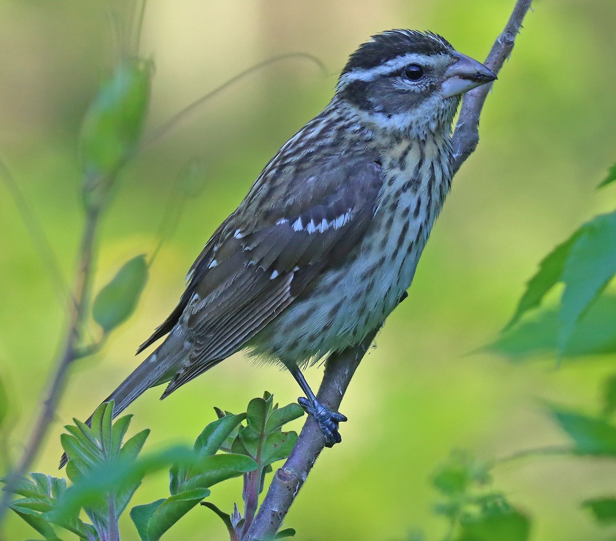 Rose-breasted Grosbeak - ML452163131