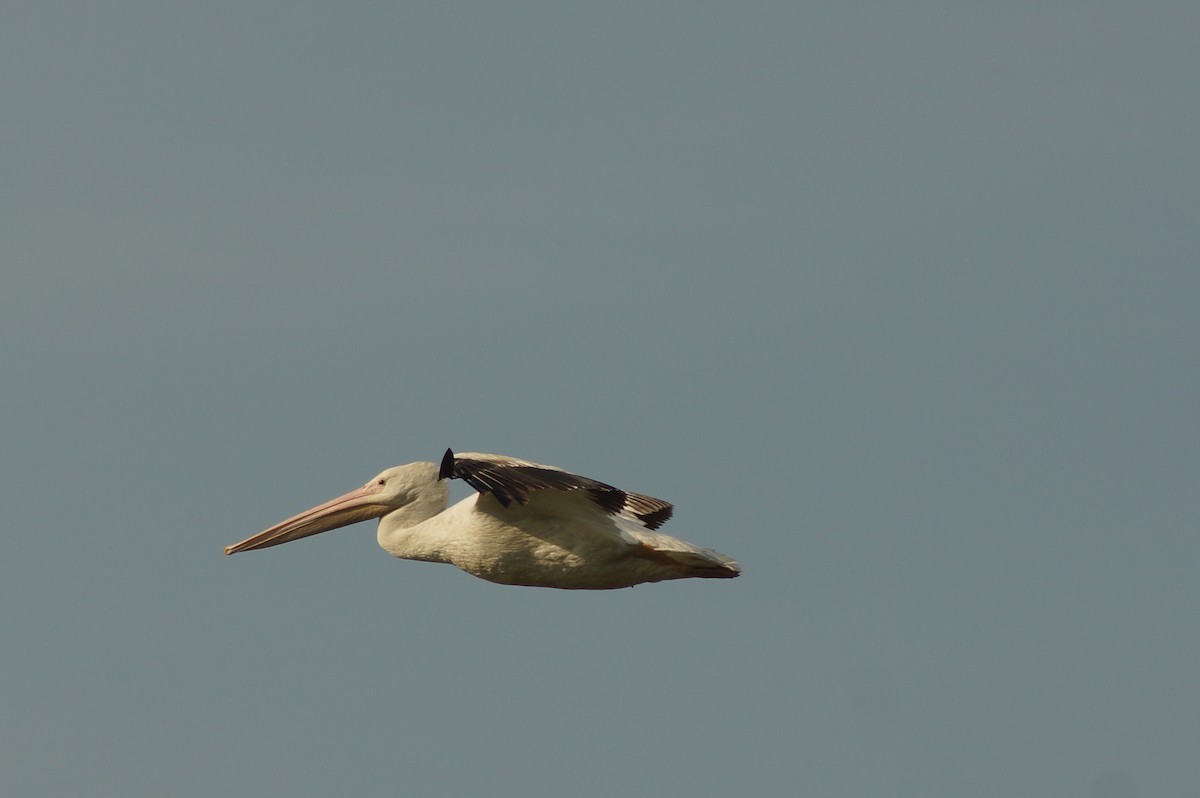 pelikán severoamerický - ML452163591