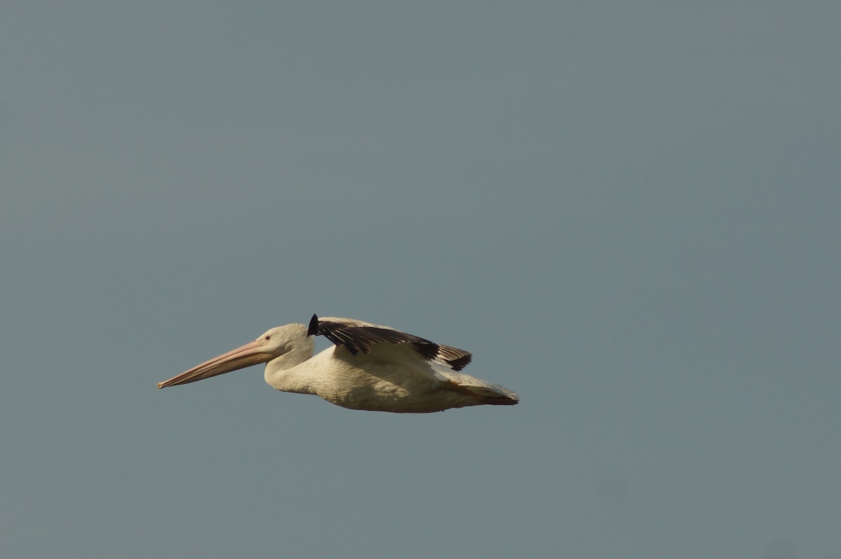 American White Pelican - ML452163591