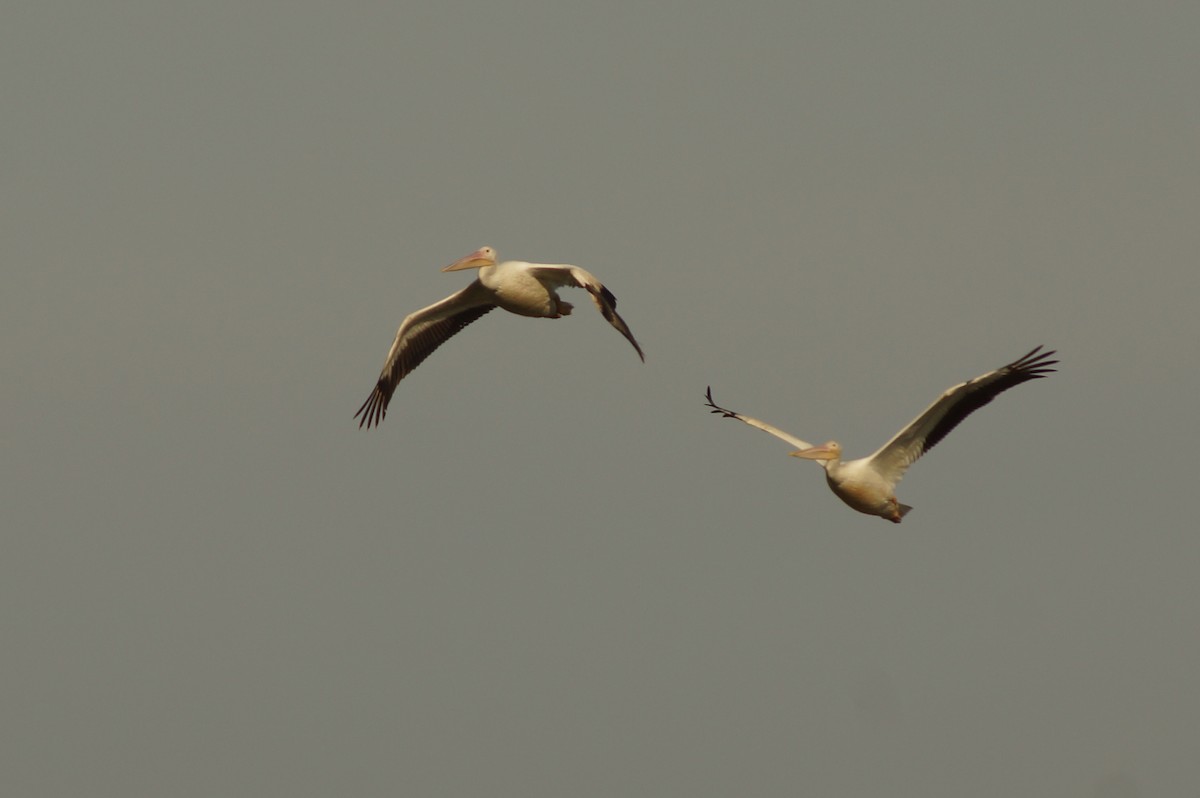 American White Pelican - ML452164041