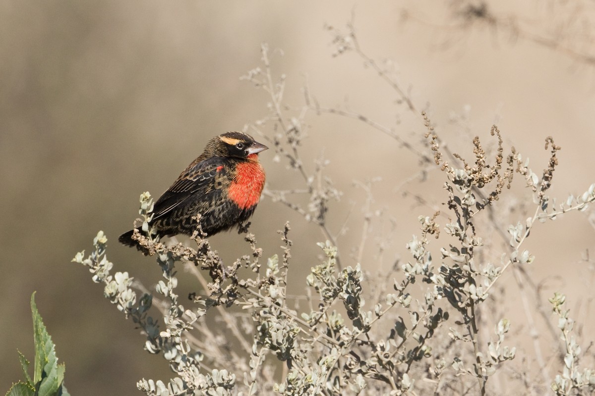 White-browed Meadowlark - ML452164841