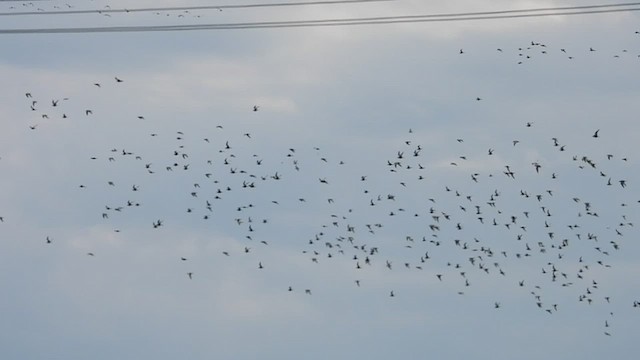 Black-bellied Plover - ML452165691