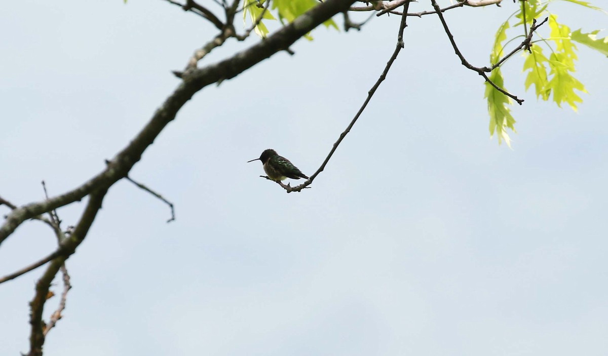 Colibri à gorge rubis - ML452166551