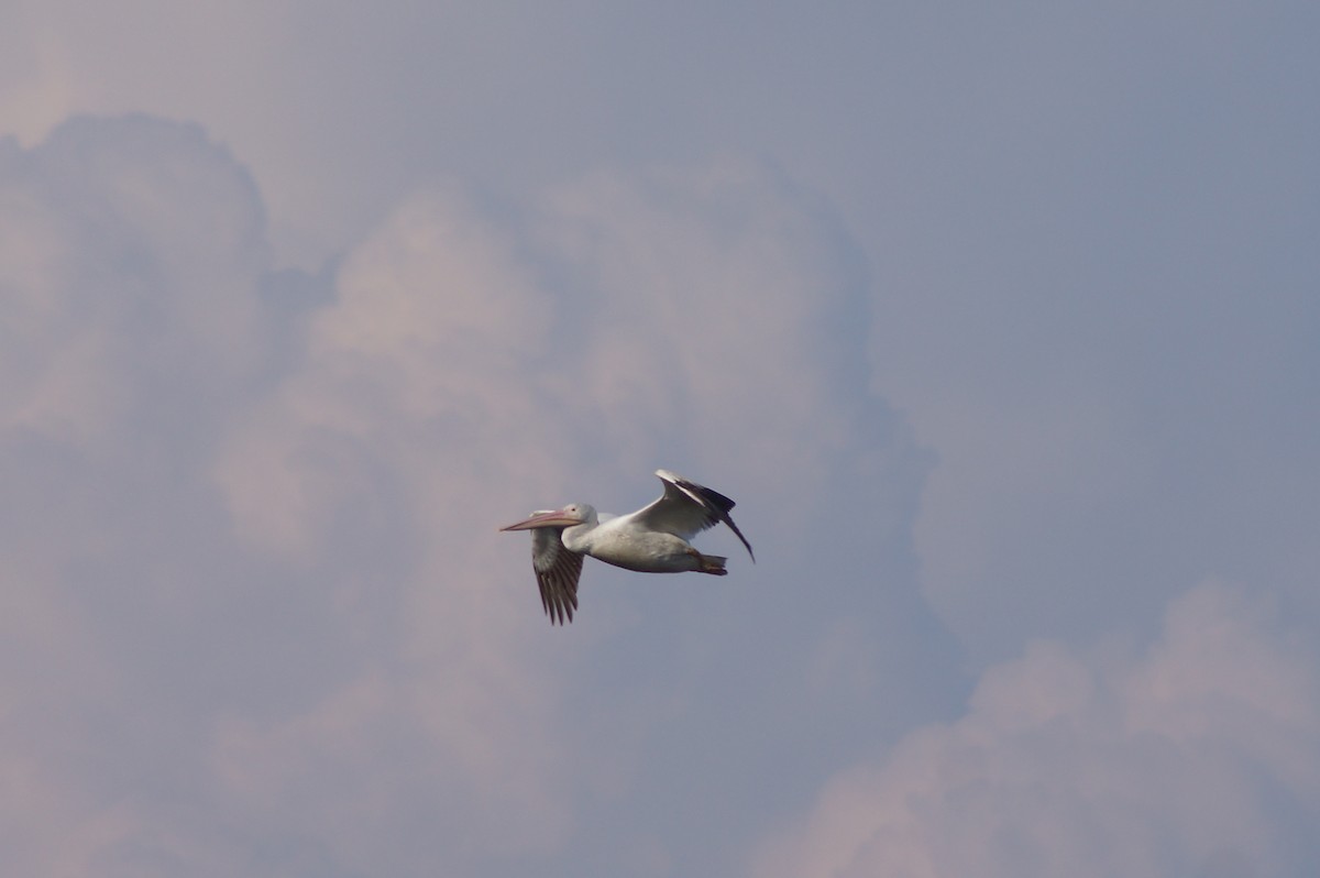 American White Pelican - ML452166881