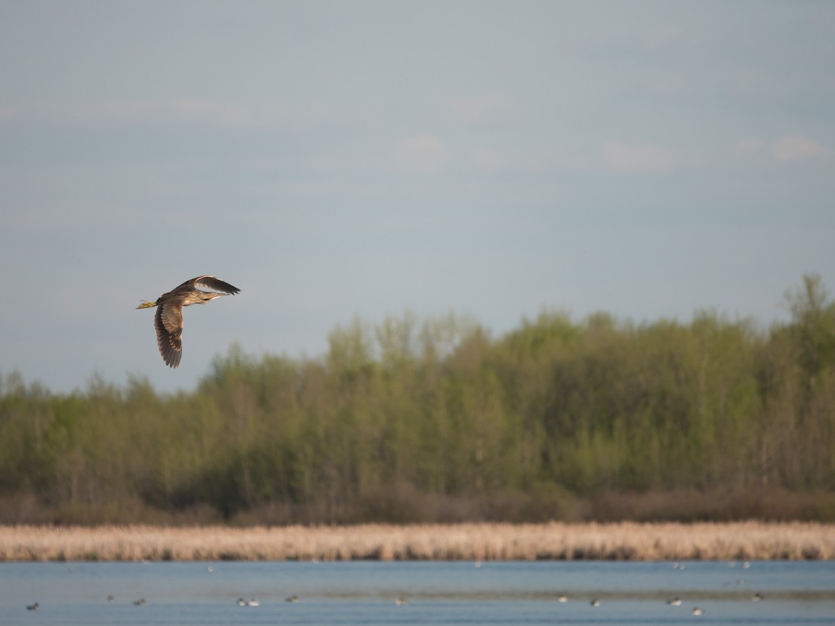 American Bittern - ML452167321