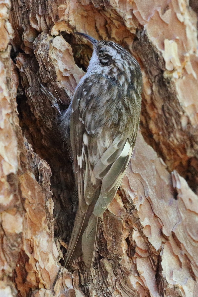 Brown Creeper - ML452167871