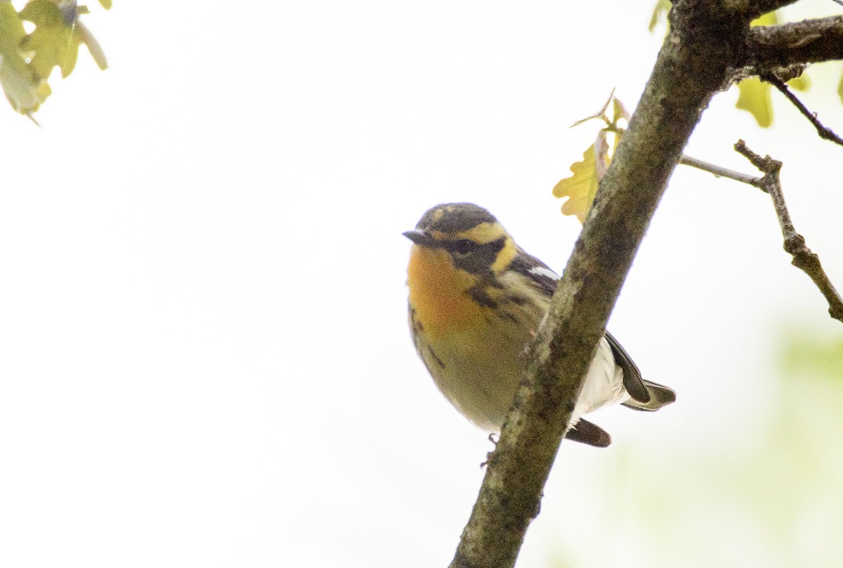 Blackburnian Warbler - Kenneth Bishop