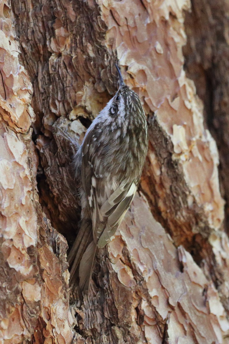 Brown Creeper - ML452168381