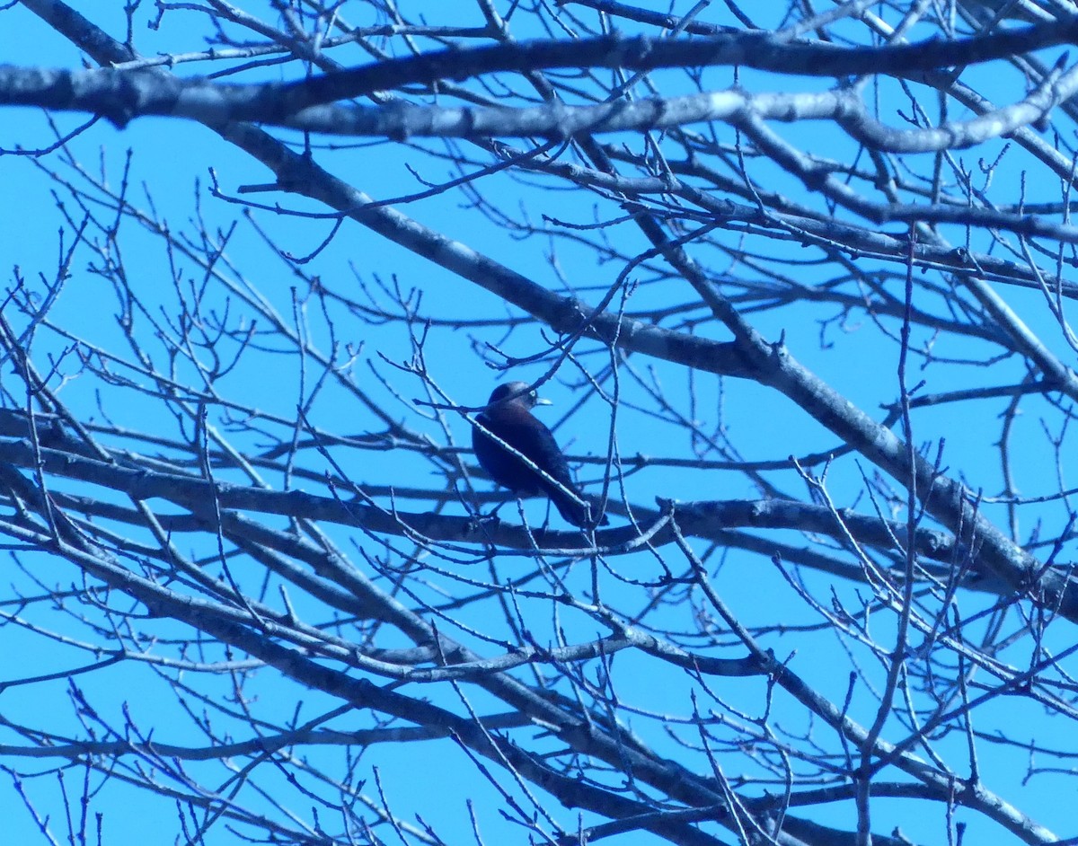 Rusty Blackbird - ML452170441