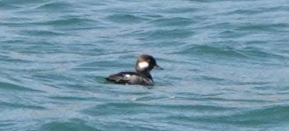 Bufflehead - ML452171091