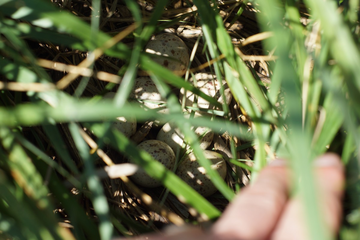 Clapper Rail - ML452171981