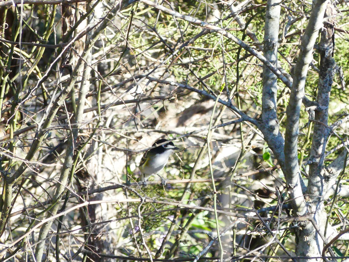 Black-capped Vireo - ML452172121