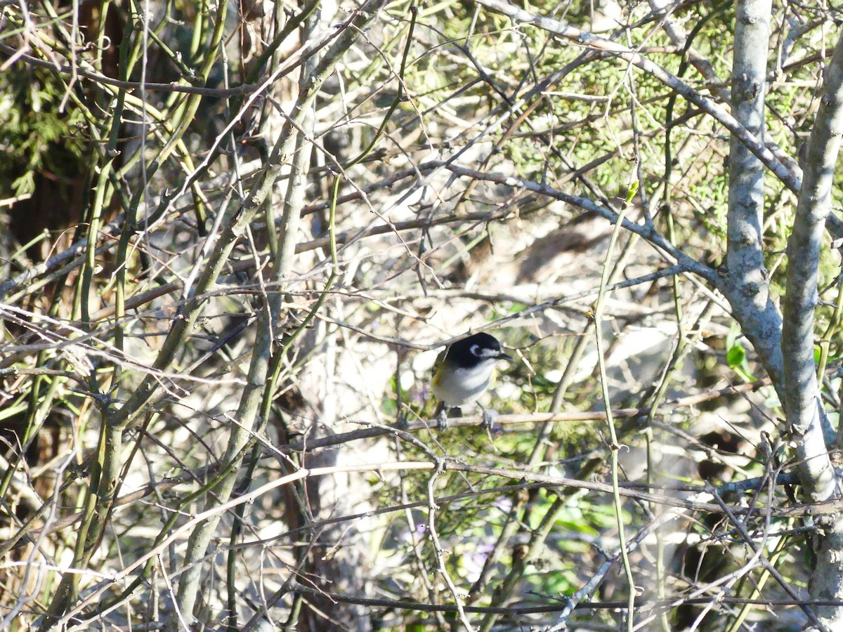 Black-capped Vireo - ML452172131