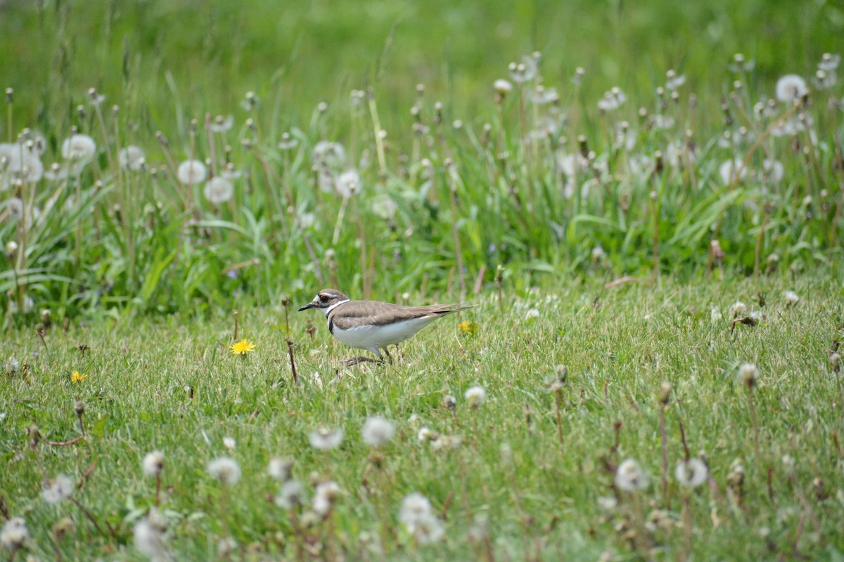 Killdeer - ML452172921
